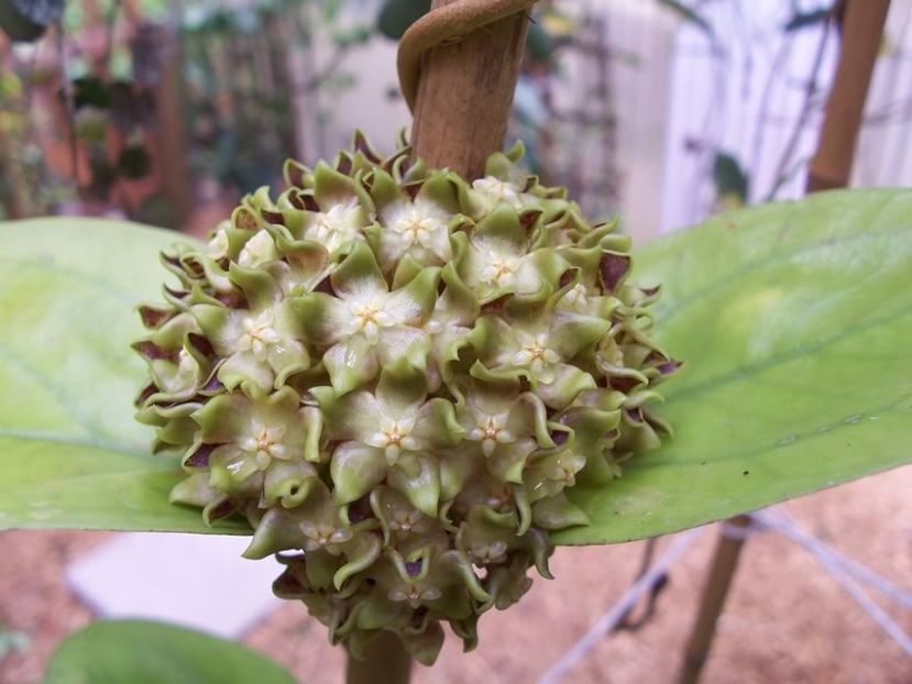 HOYA LAMBII - Hoya plante favorite