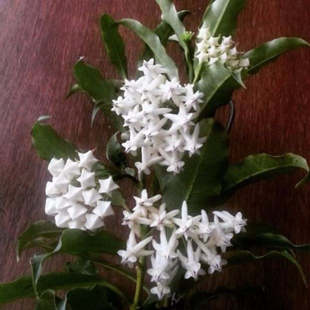 HOYA LOCHII 1 - Hoya plante favorite