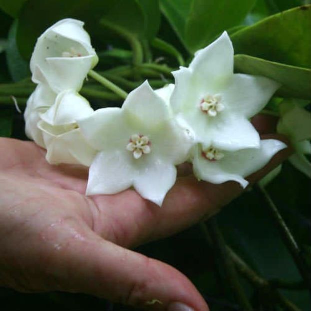 HOYA MAGNIFICA - Hoya plante favorite