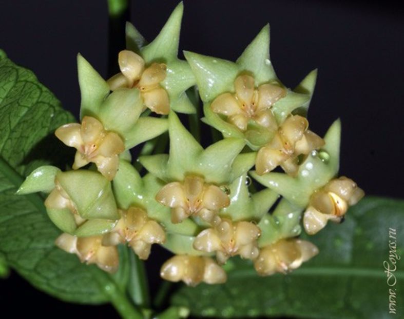 HOYA PLATYCAULIS - Hoya plante favorite