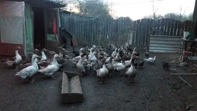 20171113_170512[1] - rate si gaste 17 iulie 2017