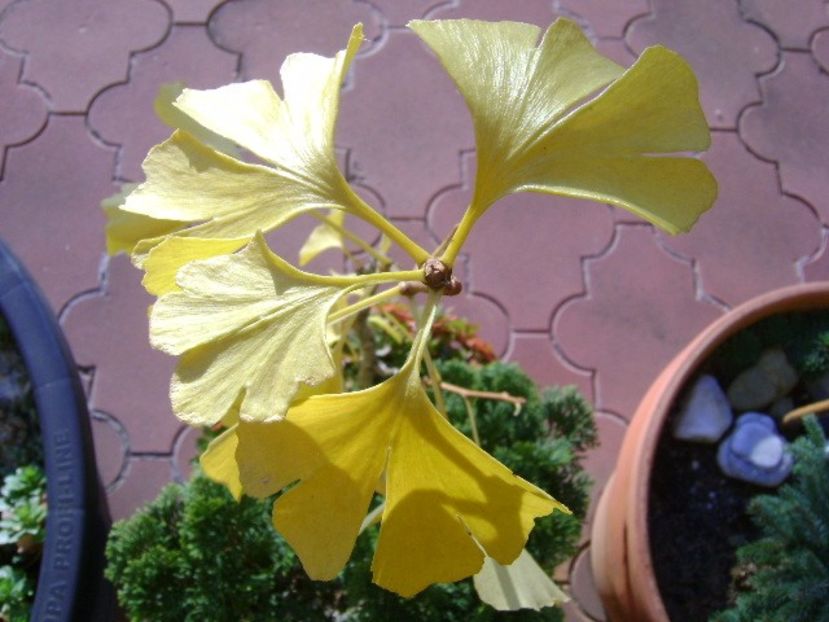 Ginkgo biloba, detaliu - Toamna 2016-2017