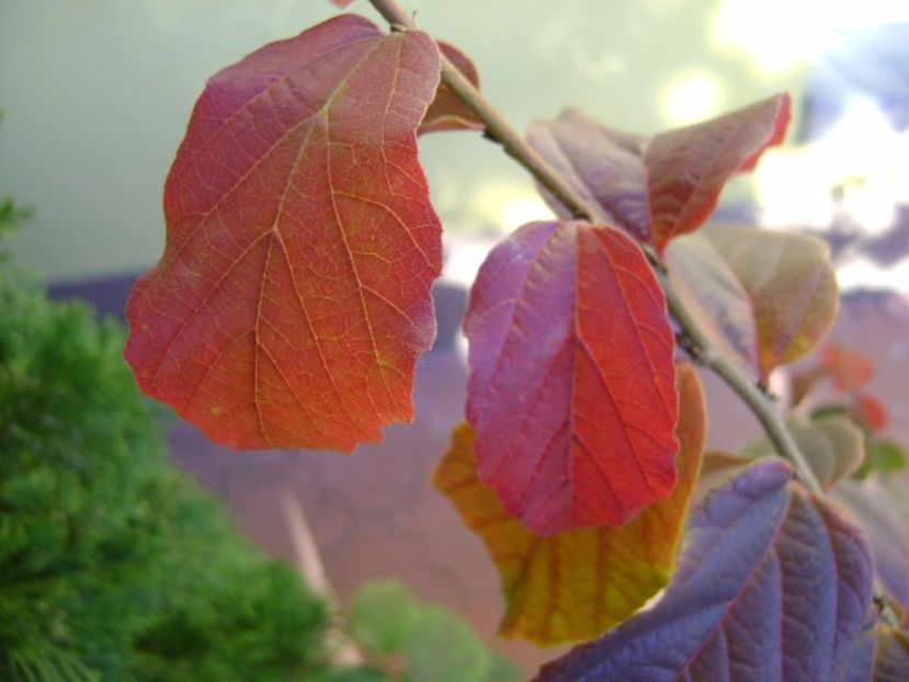 Parrotia persica, detaliu - Toamna 2016-2017