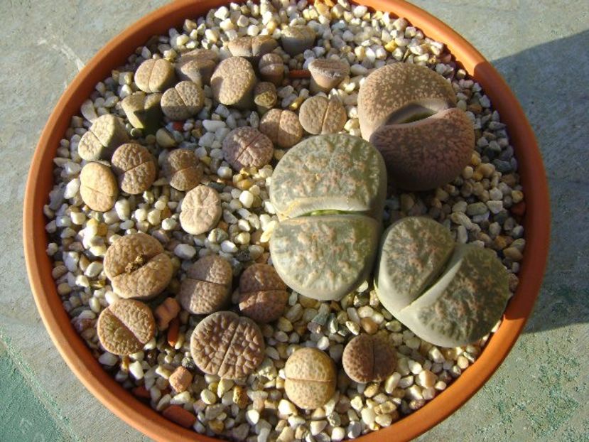 Lithops - Suculente 2017