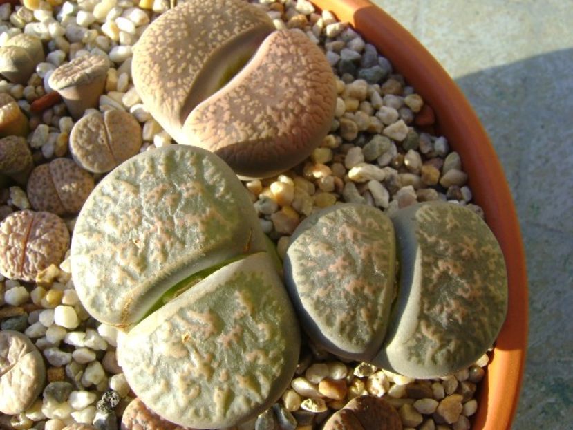 Lithops - Suculente 2017