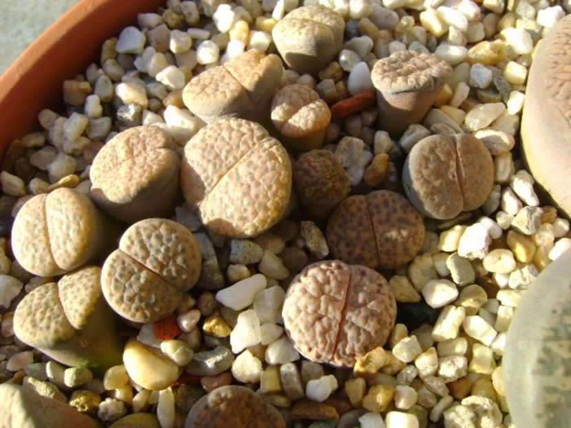 Lithops - Suculente 2017
