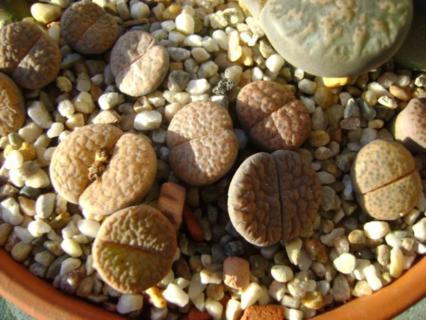 Lithops - Suculente 2017