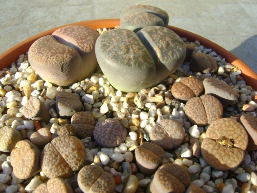 Lithops - Suculente 2017