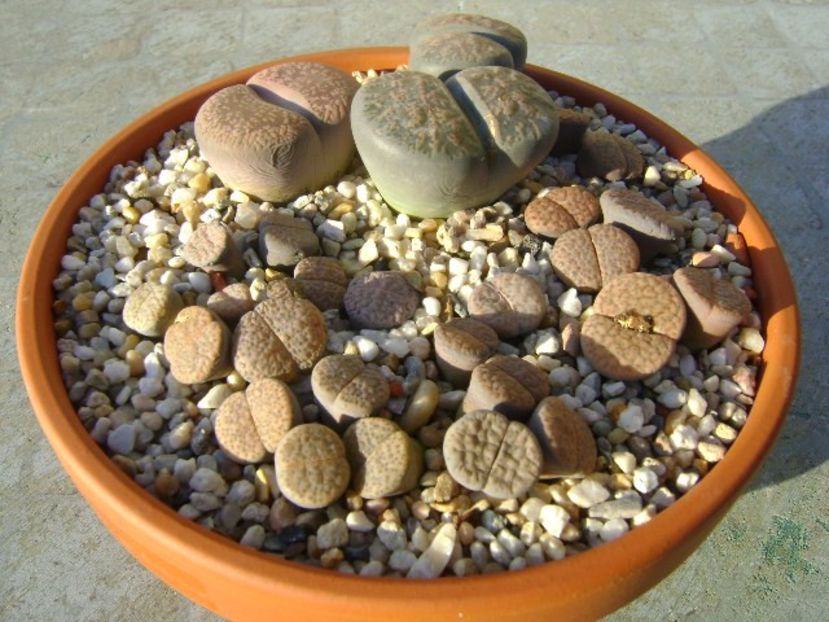 Lithops - Suculente 2017