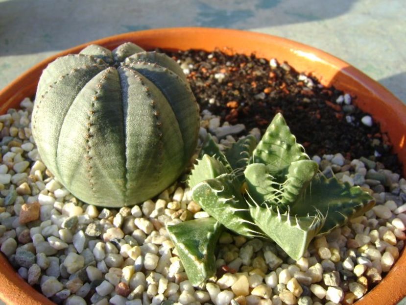 Faucaria tuberculosa & Euphorbia obesa - Suculente 2017