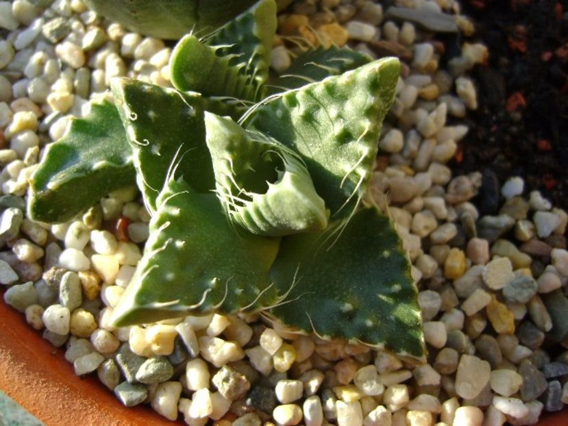 Faucaria tuberculosa - Suculente 2017