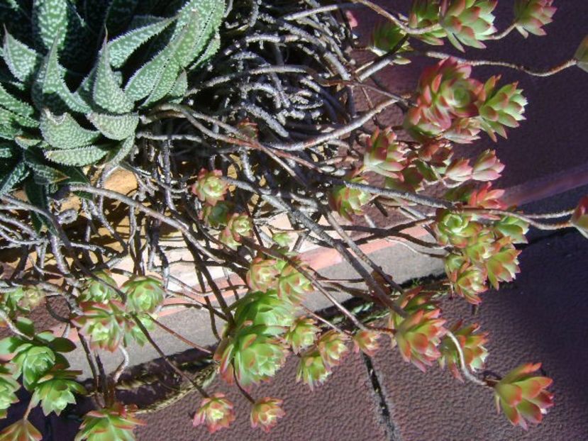 Sedum palmeri & Aloe aristata - Suculente 2017
