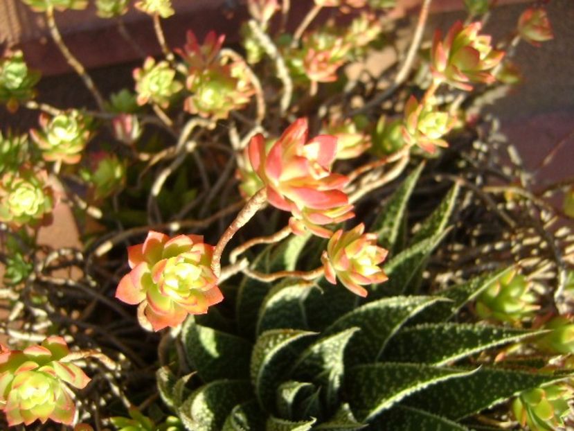 Sedum palmeri & Aloe aristata - Suculente 2017