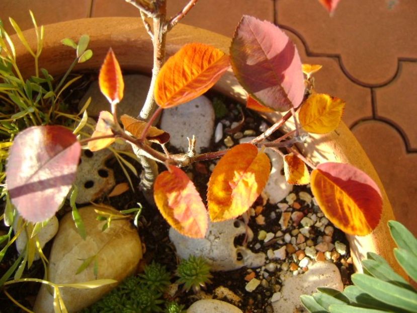 Arbore de stafide (Amelanchier lamarckii), detaliu - Bonsai si prebonsai 2016-2017