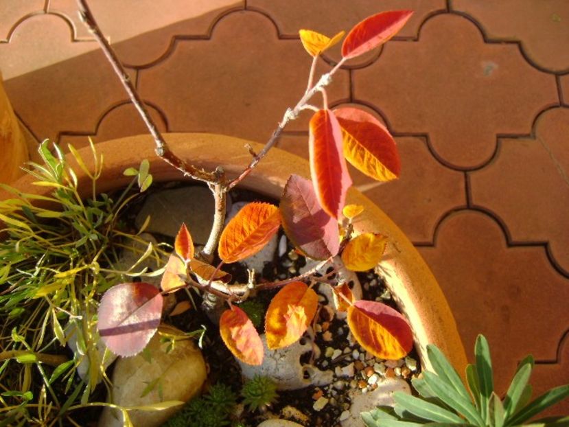 Arbore de stafide (Amelanchier lamarckii), detaliu - Bonsai si prebonsai 2016-2017