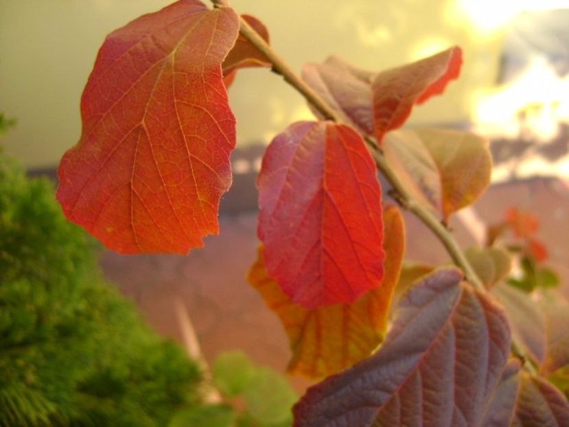 Parrotia persica, detaliu - Bonsai si prebonsai 2016-2017