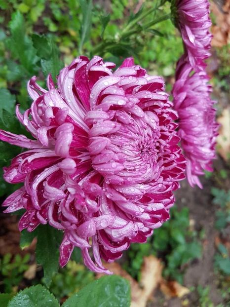 thumbnail (72) - Crizanteme 2017