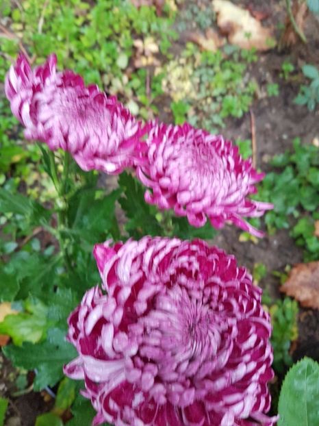 thumbnail (73) - Crizanteme 2017