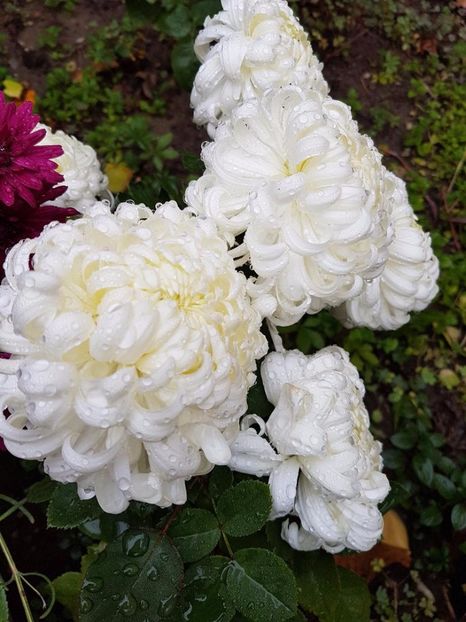 thumbnail (74) - Crizanteme 2017