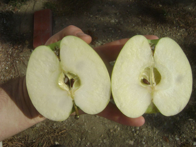 Marul Nr.1 2017 12 - Marul Nr1