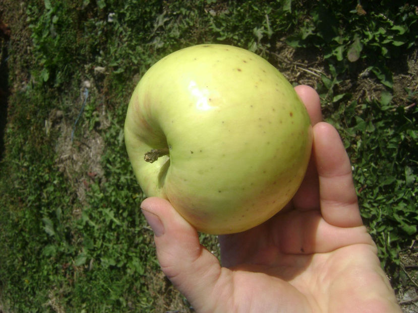 Marul Nr.1 2017 2 - Marul Nr1