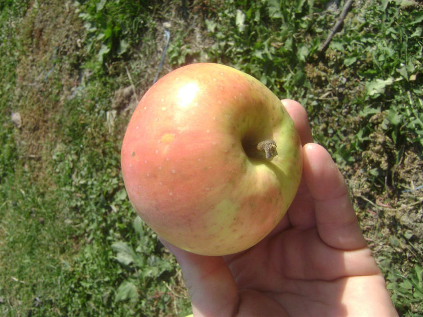 Marul Nr.1 2017 6 - Marul Nr1