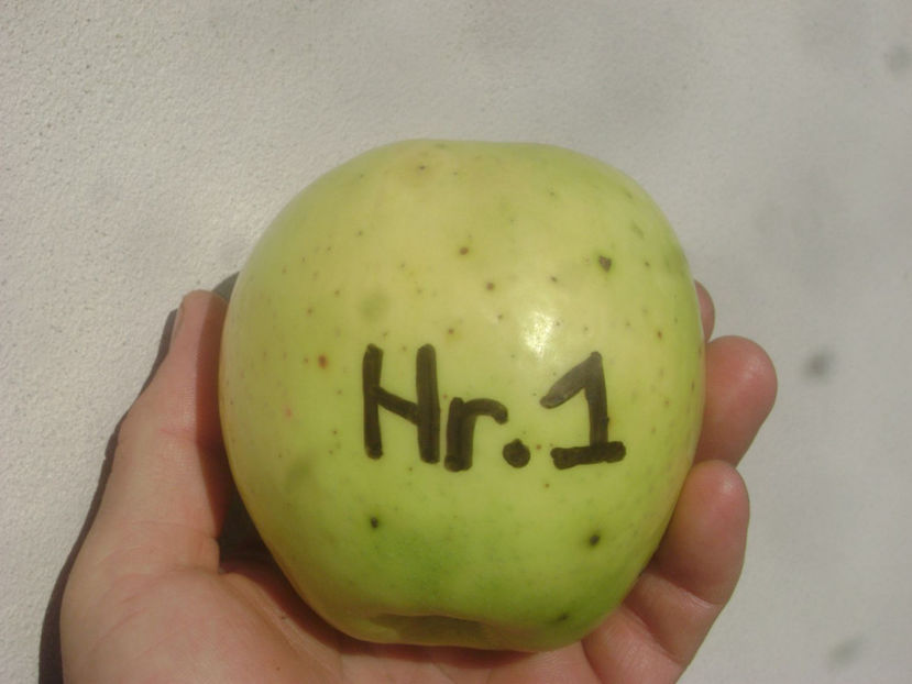 Marul Nr.1 2017 - Marul Nr1