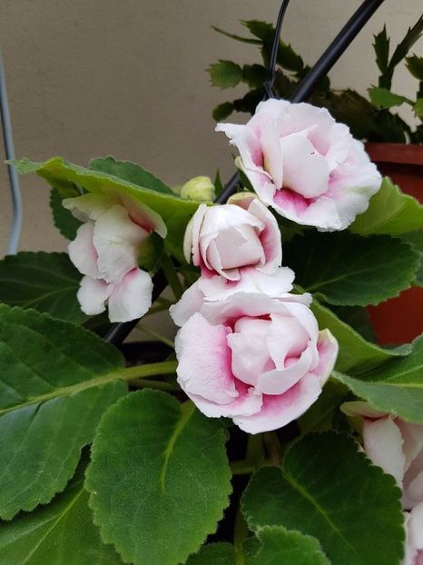 thumbnail (52) - GLOXINIA 2017