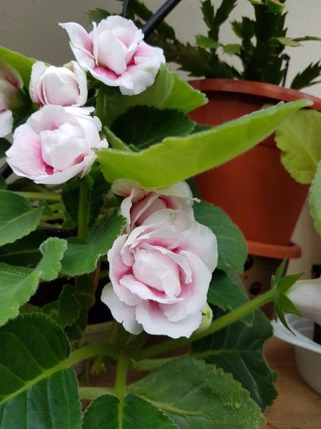 thumbnail (51) - GLOXINIA 2017