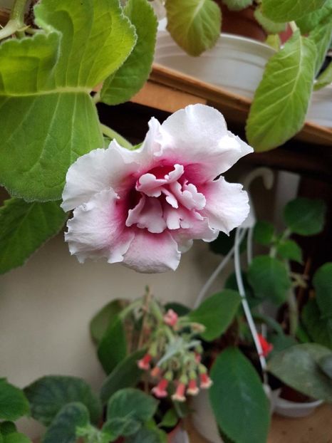 thumbnail (50) - GLOXINIA 2017