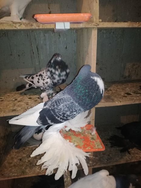  - GUSATI DE POMERANIA