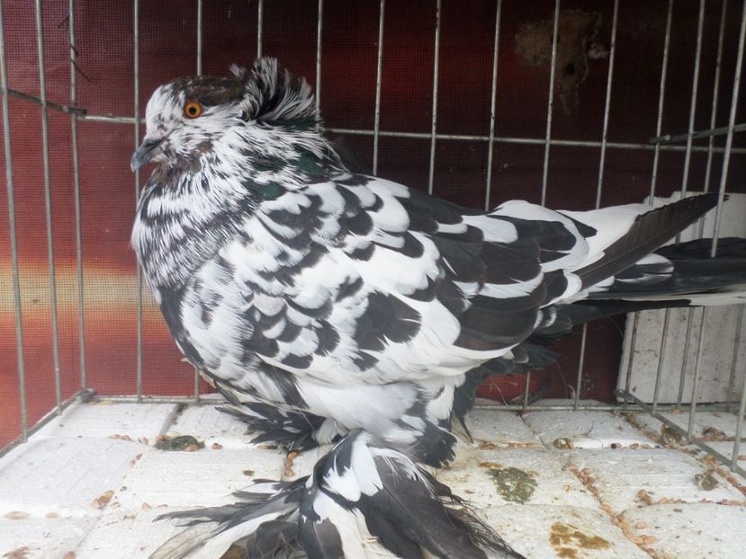 fem-17 P6 - ARHIVA 2016 -2017-2o18-2019-2020