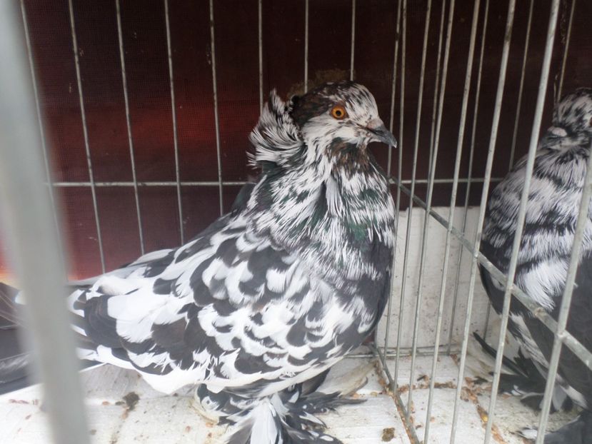 SAM_4603 - ARHIVA 2016 -2017-2o18-2019-2020