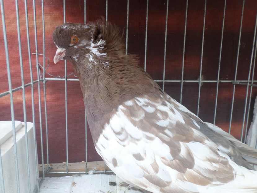 masc 8499-016 P6 - AAAAAA URIASI MAGHIAR PERECHI 2019