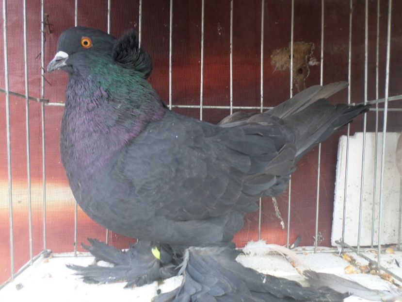 M 514-17  95 PCT Expo Fauna Baniei 2017 PER 7 - ARHIVA 2016 -2017-2o18-2019-2020