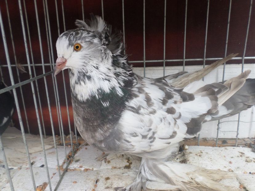 fem  0172 017 2017 - ARHIVA 2016 -2017-2o18-2019-2020