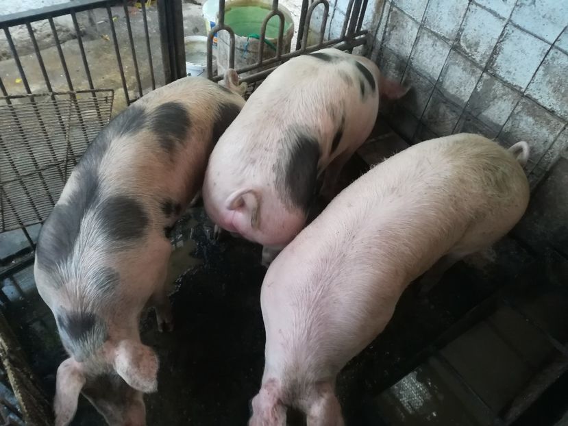  - De vânzare porci 2017