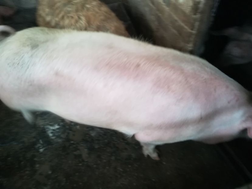  - De vânzare porci 2017