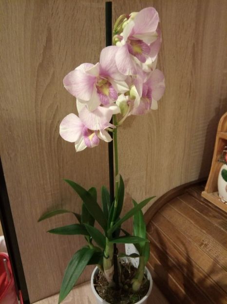  - florile mele dragi