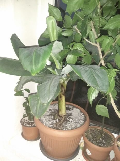 Musa tropicana - Banani 2017