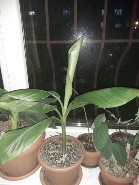 Musa velutina 2 - Banani 2017