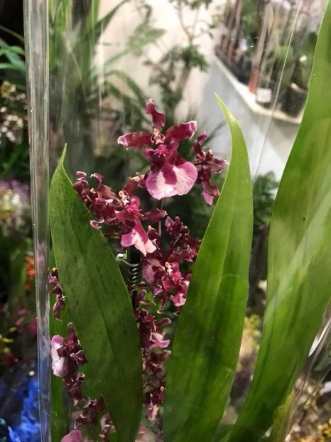 sharry baby 2 - Oncidium