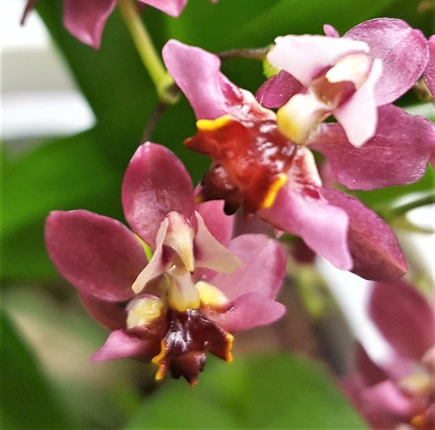  - Oncidium