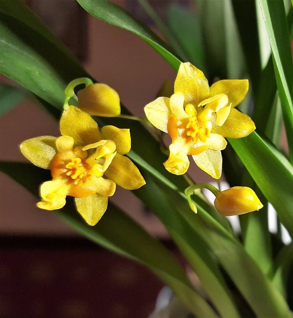  - Oncidium