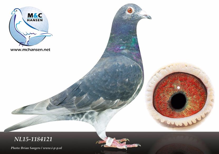 NL15-1184121 100% Sjaak Buwalda - Matca 2018