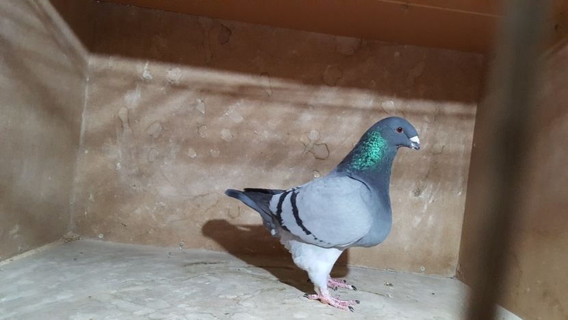 M 2017 - POZE SUPLIMENTARE