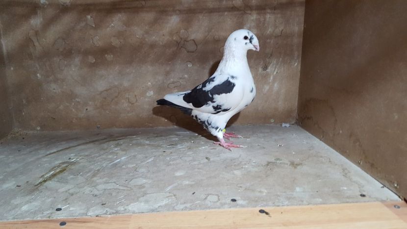 F 2017 - POZE SUPLIMENTARE