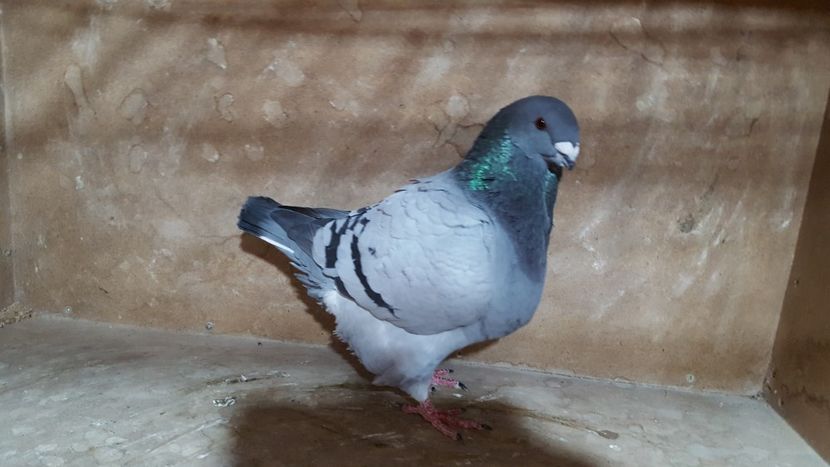 F 2017 - POZE SUPLIMENTARE