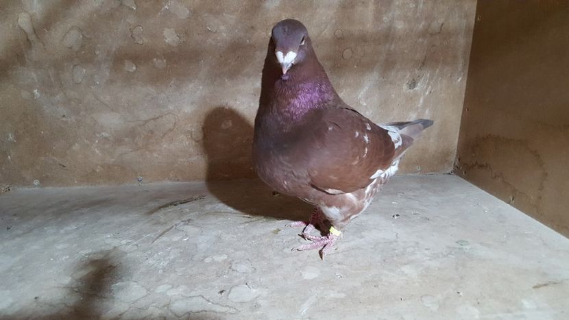 M 2018 - PORUMBEI VANDUTI