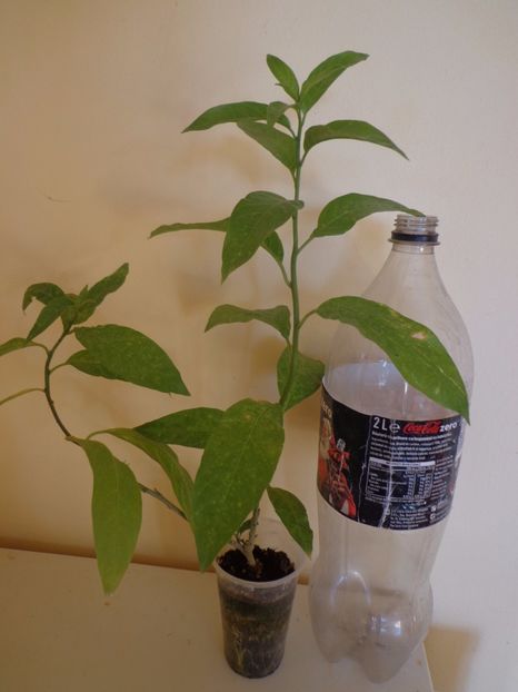 cestrum nocturnum 30 lei  pt Iulia - Temporar